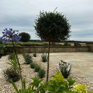 Yellow Limestone 600x900